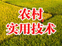 农村实用技术